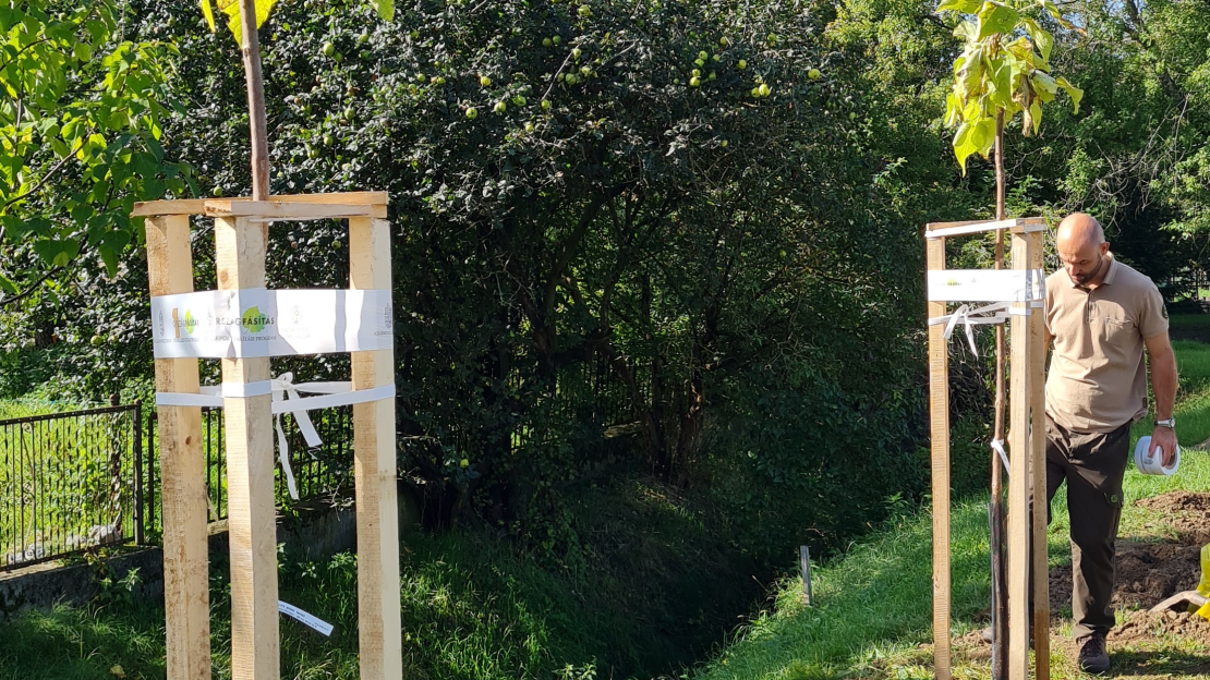 Befejeződött a településfásítás