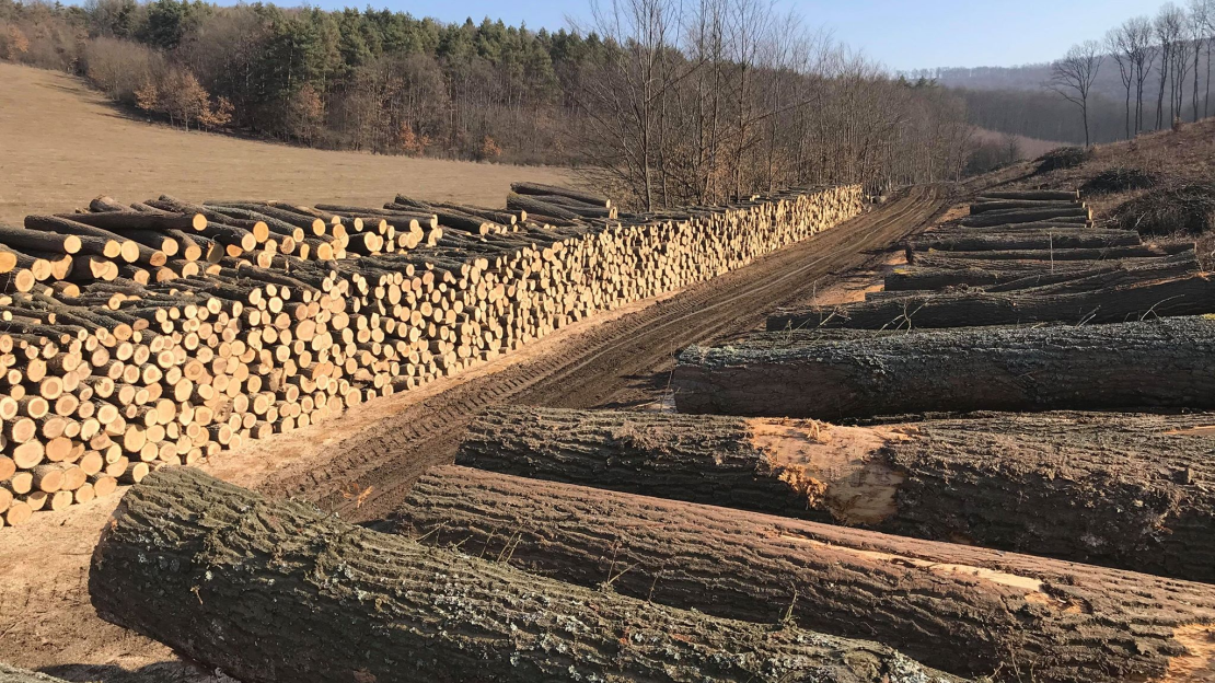 rakodói rend Pétervásárai Erdészet Ficzere Mónika képe