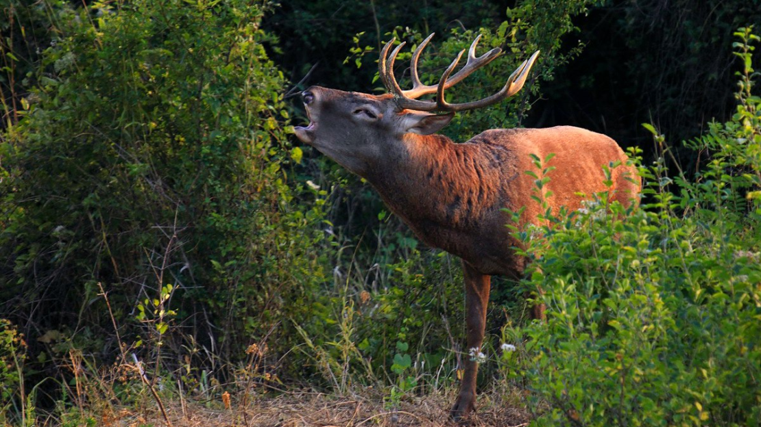 Szarvasbika Kazsu Attila képe