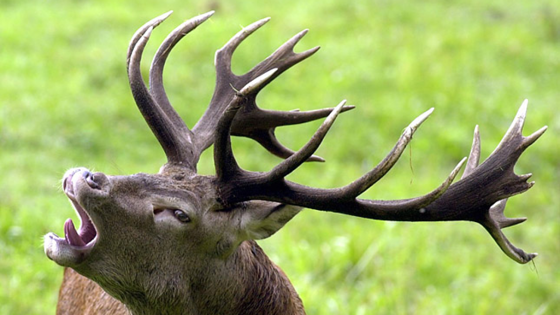 vadászati korlátozás